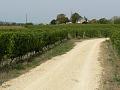 Vineyards near Saumur P1130374